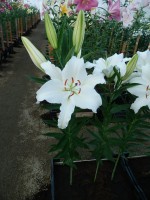 [3256 Castellani World B No301.JPG]